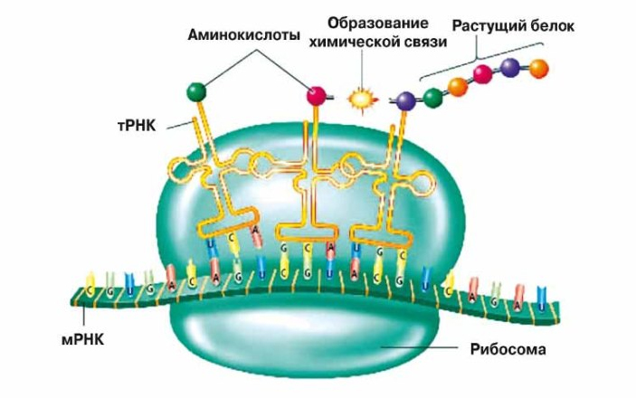 «Википедия»