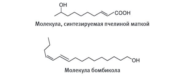 Молекула, синтезируемая пчелиной маткой, и молекула бомбикола