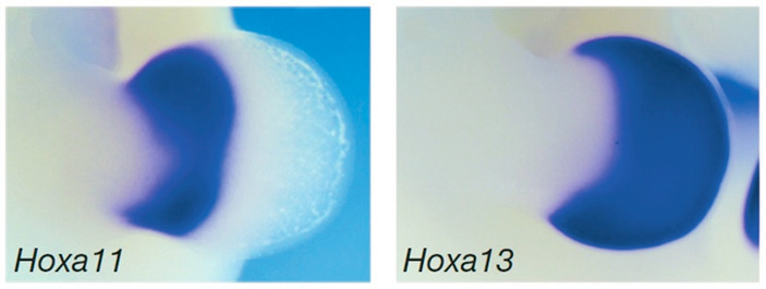 <b>Рис. 2.</b> Области экспрессии генов <i>Ноха11 </i>и <i>Ноха13</i> в почках конечности мыши (Kherdjemil et al., 2016) («ТрВ» №12(231), 20.06.2017)