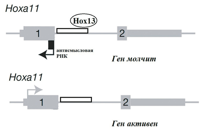 <b>Рис. 3.</b> Регуляция работы <i>Ноха11</i>. Белки Ноха13/Нохd13 взаимодействуют с энхансером, расположенным в интроне, и инициируют транскрипцию антисмысловой РНК, которая блокирует экспрессию гена. Цифрами обозначены экзоны («ТрВ» №12(231), 20.06.2017)