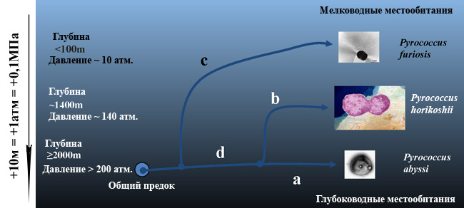 Рис.1. Эволюционная история бактерий рода Pyrococcus (P. furiosus, P. horikoshii и P. abyssi). Первым обособился P. furiosus (ветвь с), а после разошлись P. horikoshii и P. abyssi. Показаны глубины их местообитаний и предельные значения давлений, при которых эти виды выживают. P. horikoshii (ветвь b) утерял гены синтеза важных аминокислот и научился потреблять пептиды и аминокислоты из внешней среды. Изображение с сайта mccmb.genebee.msu.ru
