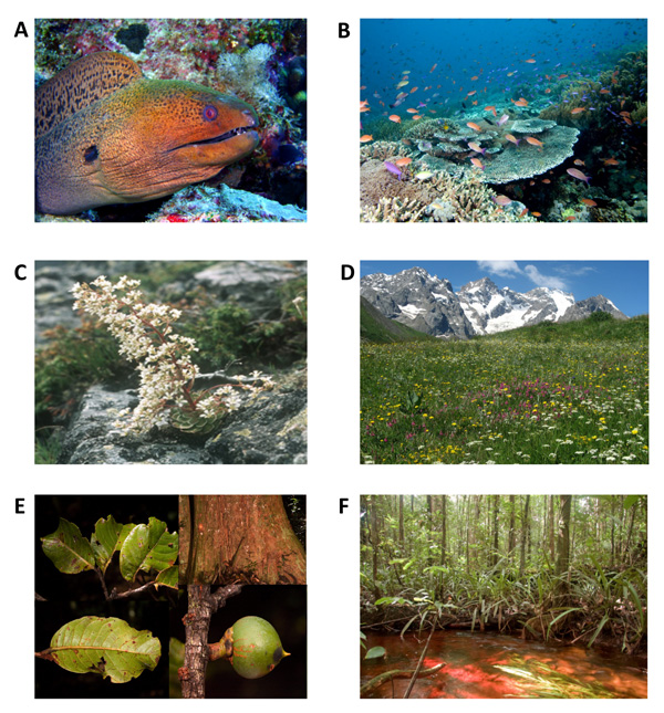 Незаменимые герои экосистем: A–B - гигантская мурена Gymnothorax javanicus охотится по ночам в лабиринте коралловых рифов; C–D - камнеломка Saxifraga cotyledon - низкорослое многолетнее вечнозеленое растение с длинным цветущим стеблем - важный источник пыльцы для насекомых на кремнистых альпийских скалах; E–F - Pouteria maxima, дерево с кожистыми листьями и стволом, покрытым толстой корой, противостоит пожарам и засухам в тропических лесах (рисунок из статьи)