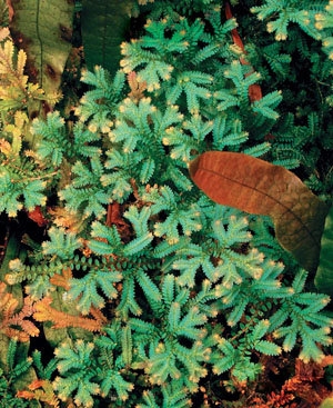 Selaginella («Природа» №7, 2019)