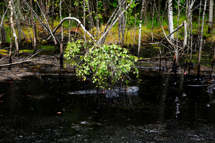 «ТрВ» №12(306), 16.06.2020