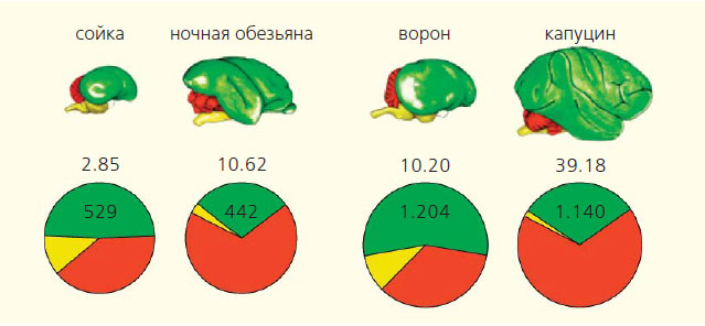 Сравнение мозга врановых (сойки и ворона) и млекопитающих (ночной обезьяны и капуцина) по количеству нейронов («Природа» №4, 2017)