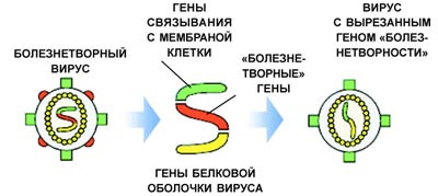 Рекомбинантные технологии позволяют получить ослабленный вирус за более короткое время. Для этого из генома вируса «вырезают» ген, который отвечает за вирулентность (болезнетворные свойства), но не влияет на размножение и иммуногенность. Получившийся безобидный вирусный штамм используют для изготовления вакцины