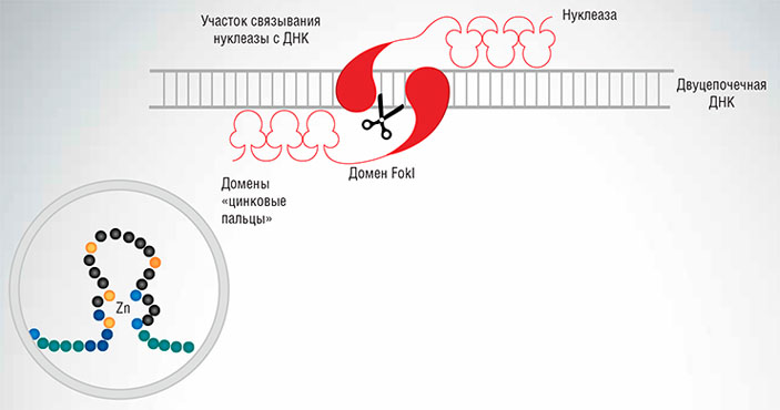 Каждый белковый домен «цинковый палец» (zinc-finger) нуклеазы связывается с тремя нуклеотидами целевой ДНК («Наука из первых рук» №2(56), 2014)