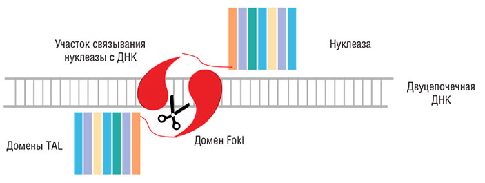 Каждый из белковых доменов TALE узнает один нуклеотид ДНК («Наука из первых рук» №2(56), 2014)