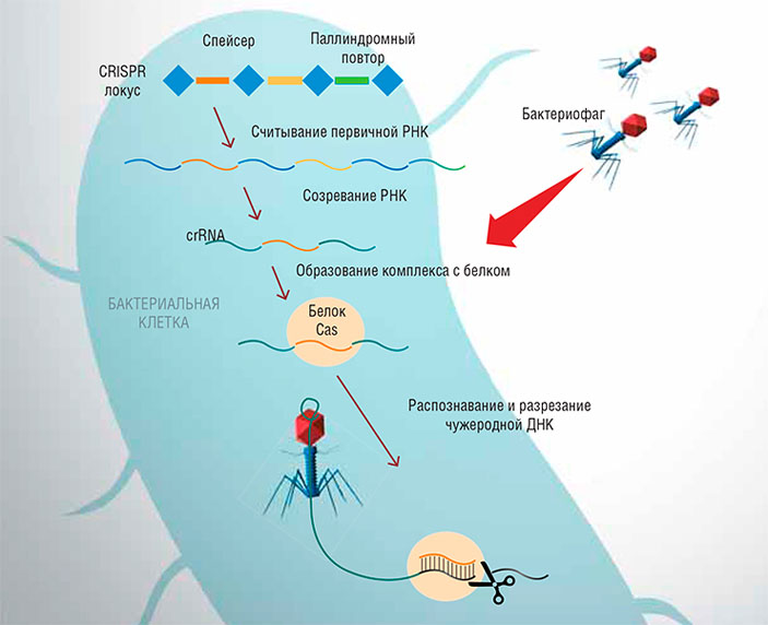 Бактериальный CRISPR-локус состоит из повторяемых последовательностей ДНК, между которыми располагаются спейсеры — небольшие фрагменты чужеродной ДНК («Наука из первых рук» №2(56), 2014)