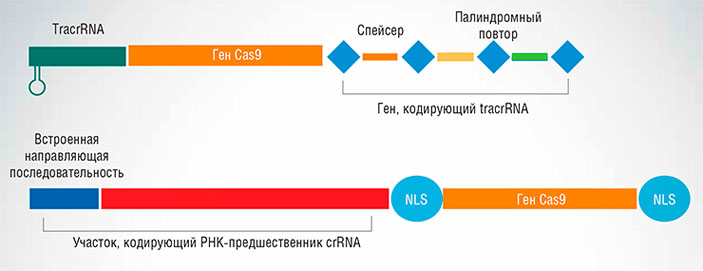 Природная защитная система CRISPR/Cas типа II-А бактерии Streptococcus pyogenes и созданная на ее основе упрощенная искусственная генетическая конструкция («Наука из первых рук» №2(56), 2014)