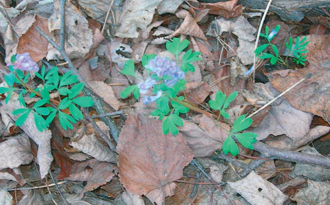 Хохлатка плотная (Corydalis solida) («Природа» №10, 2014)