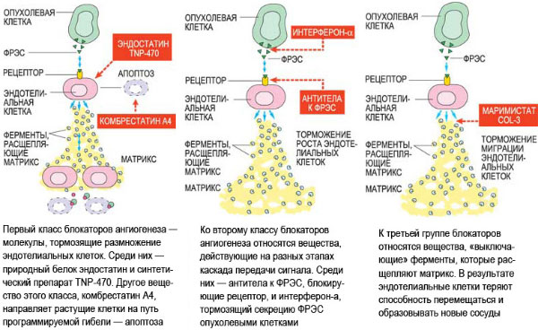 Классы блокаторов ангиогенеза