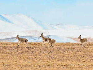 Антилопы оронго (чиру) («Природа» №11, 2018) 