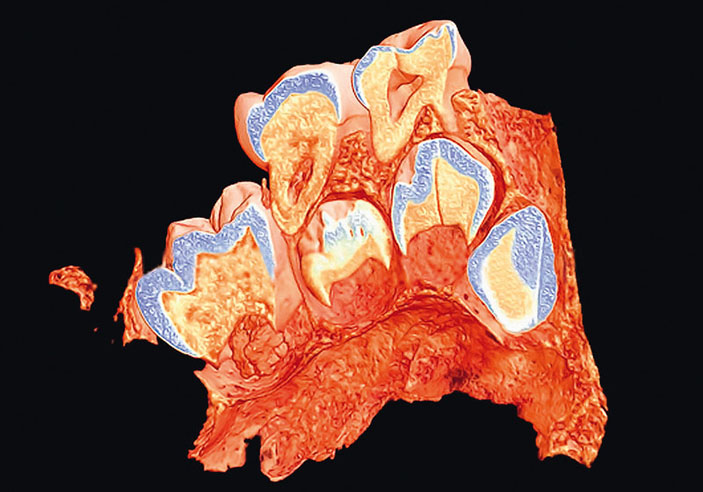 Развитие зубов («Популярная механика» №3, 2018)