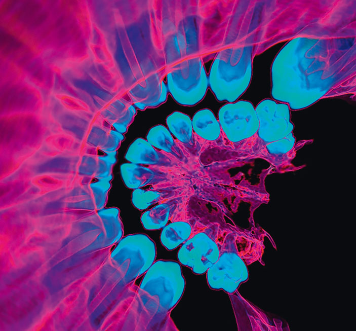 Челюсть («Популярная механика» №3, 2018)