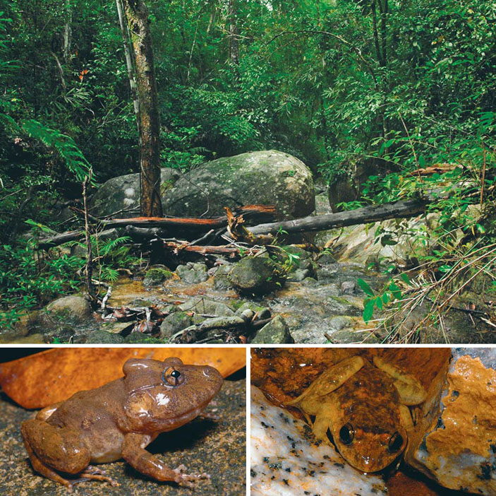 Типичные местообитания лягушки Туманова, самец и самка («Природа» №8, 2014)