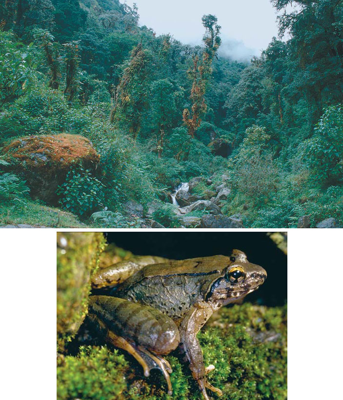 Лягушка Полунина &mdash; обитательница высокогорных лесных ручьев («Природа» №8, 2014)