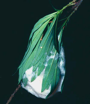 Гнездо веслоногой лягушки («Природа» №8, 2014)