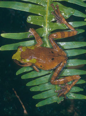 Ракофорус Ларисы («Природа» №8, 2014)