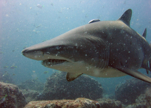 У песчаной акулы (семейство <i>Odontaspididae</i>) нет плавательного пузыря. Его роль выполняет обособленная часть желудка. Фото: Richard Ling / Wikimedia Commons / CC-BY-SA-2.0.