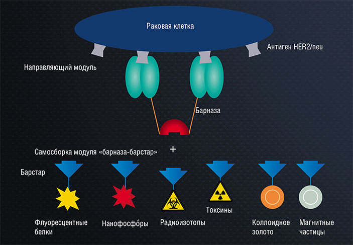 Модуль «барназа-барстар» может служить основой гибридных структур для тераностики («Наука из первых рук» №4 (75), 2017)