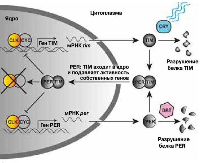 Гены циркадных ритмов у дрозофилы и их продукты («Химия и жизнь» №11, 2017)