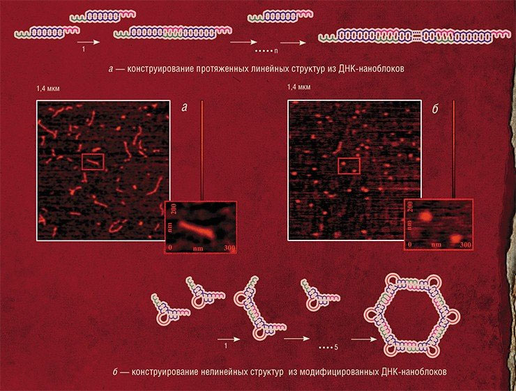 Простые линейные и кольцевые структуры из нуклеиновых кислот (ДНК-конкатемеры) можно получить из ДНК-блоков — двухцепочечных структур, на концах которых находится одноцепочечный фрагмент