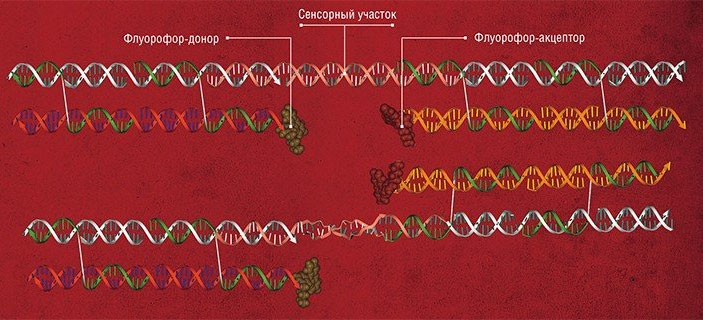 Нанопереключатель состоит из жестко сочлененных нуклеотидных структур, соединенных в центральной части сенсорным фрагментом