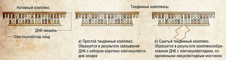 Диагностические системы для детекции ДНК состоят из наборов коротких синтетических олигонуклеотидов, способных связываться с исследуемой одноцепочечной ДНК с формированием тандемных комплексов