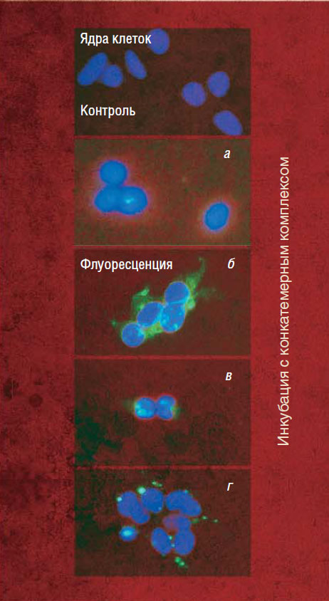 Процесс проникновения в клетки-мишени различных конкатемерных комплексов, несущих одинаковый терапевтический олигонуклеотид, можно визуально отследить благодаря флуоресцентной метке