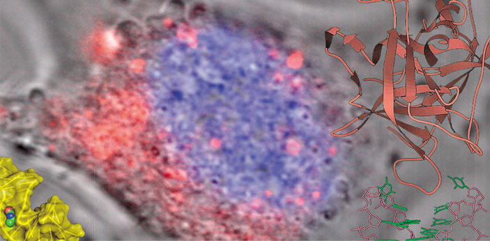 Аптамеры — молекулярные «ключи» медицины