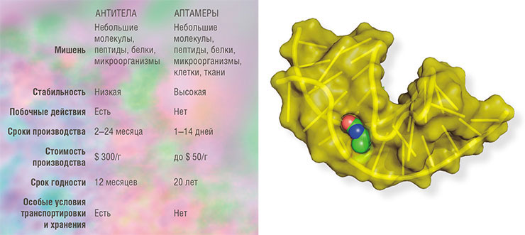Аптамеры по сравнению с антителами имеют целый ряд преимуществ