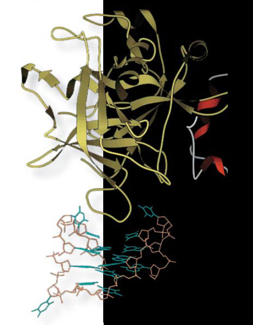 Первый антитромбиновый аптамер TBA