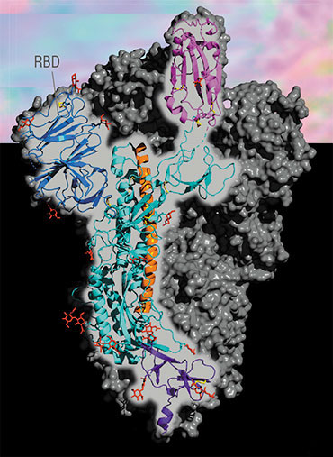 Поверхностный S-белок SARS-CoV-2 состоит из трех мономеров