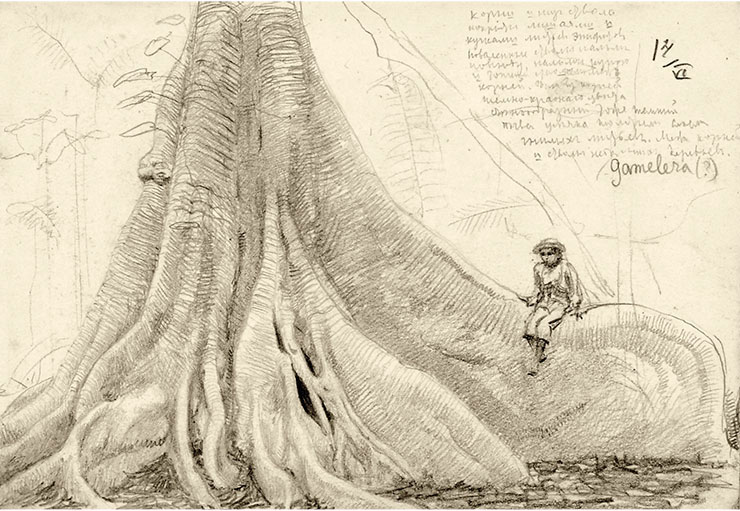 Мальчик, сидящий на корнях гигантского дерева. Рис. Г.Г.Манизера