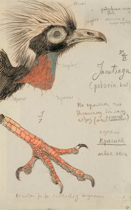 Жакутинга, Pipile jacutinga. Рис. Г.Г.Манизера