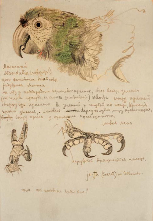 Красноспинный ара, Ara maracana, «говорящий!». Рис. Г.Г.Манизера