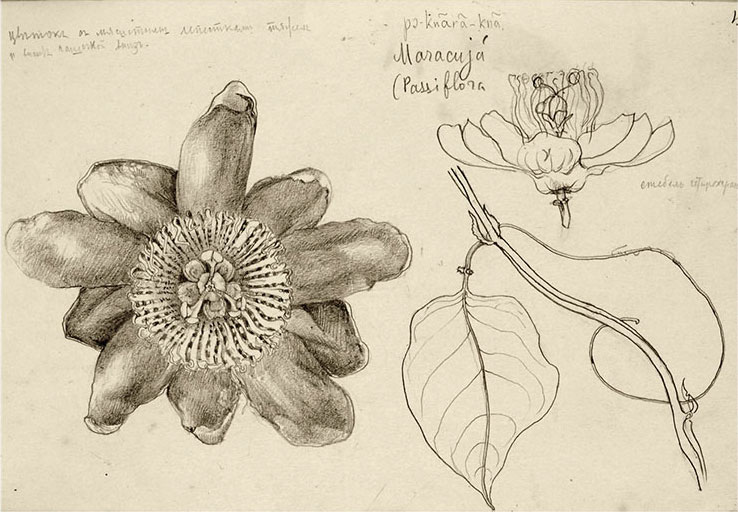Маракуйя, Passiflora murucuja. Рис. Г.Г.Манизера