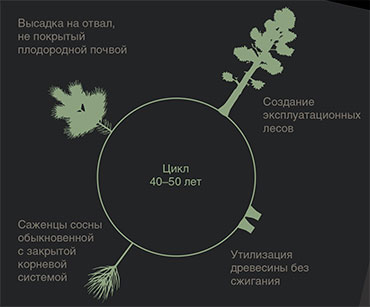 Схема работы углеродной фермы с использованием сосновых насаждений на отвалах