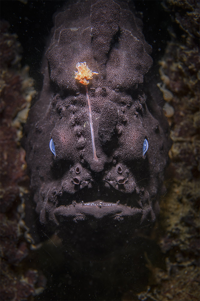 Морской чёрт. Фото Николаса Реми