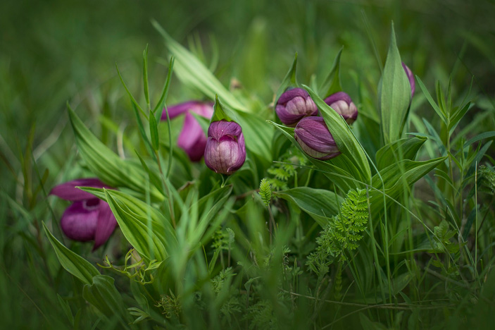 Башмачок крупноцветковый (Cypripedium macranthos) 