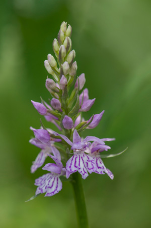 Пальчатокоренник Фукса (Dactylorhiza fuchsii) 