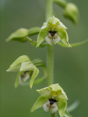 Дремлик зимовниковидный (Epipactis helleborine) 