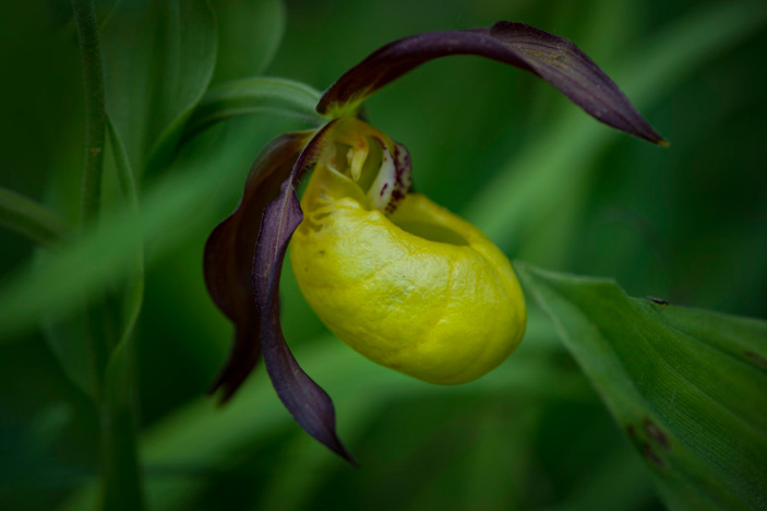 Венерин башмачок настоящий (Cypripedium calceolus)