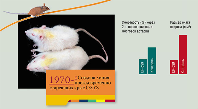Линия преждевременно стареющих крыс OXYS; испытания на крысах линии НИСАГ противоинсультного препарата DP-b99 («Наука из первых рук» №2/3 (74), 2017)