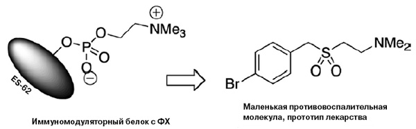 <b>Рис. 2.</b> Белок ES-62 и его аналог 11а. Ме — метильная группа (-СН<sub>3</sub>)