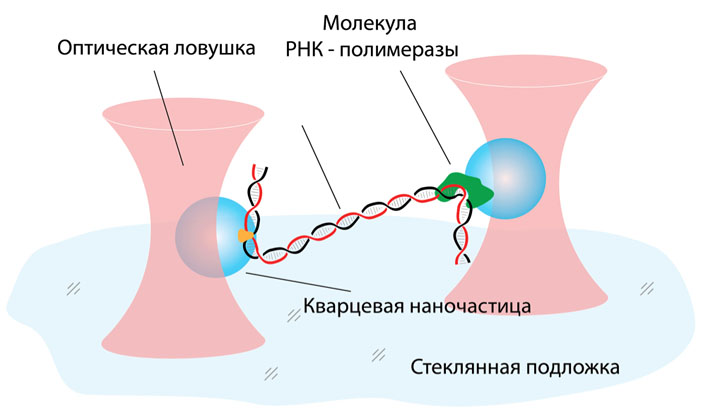 Исследование взаимодействия ДНК с РНК-полимеразой в процессе транскрипции гена с помощью двух оптических ловушек и наночастиц («Коммерсантъ Наука» №3, май 2017)