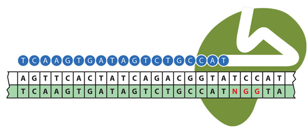 CRISPR