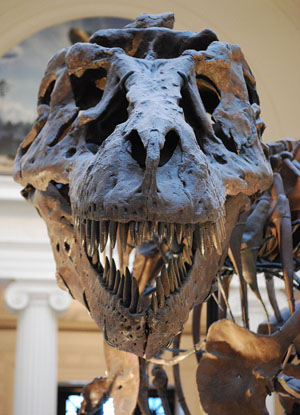 Скелет тираннозавра Tyrannosaurus rex. Фото: ScottRobertAnselmo / Wikimedia Commons / CC BY-SA 3.0 («Наука и жизнь» №10, 2017) 