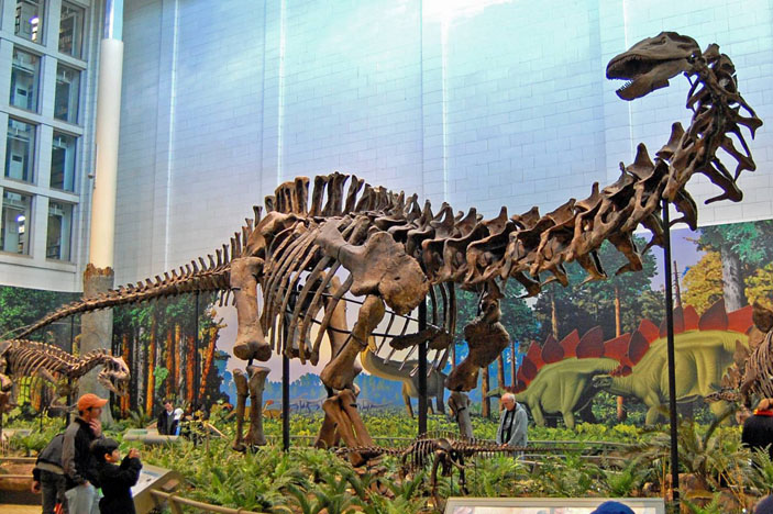 Скелет бронтозавра Apatosaurus louisae. Фото: Tadek Kurpaski / Wikimedia Commons / CC BY 2.0 («Наука и жизнь» №10, 2017) 